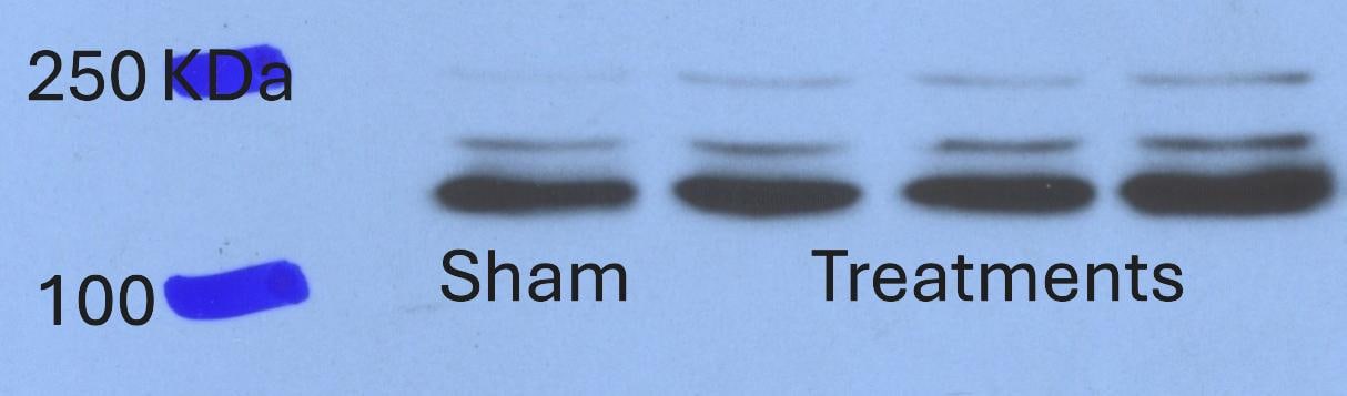Mouse VEGFR3/Flt-4 Antibody AF743