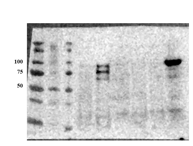 Human/Mouse E‑Cadherin Antibody AF748