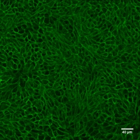 Human/Mouse E‑Cadherin Antibody AF748