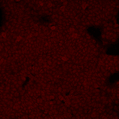 Human/Mouse E‑Cadherin Antibody AF748