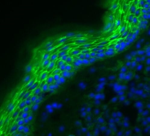 Human/Mouse E‑Cadherin Antibody AF748