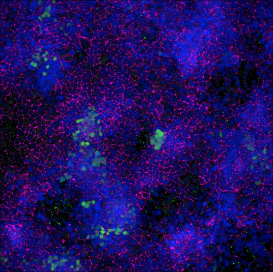 Human/Mouse E‑Cadherin Antibody AF748