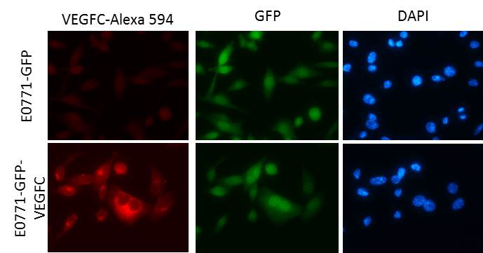 Human VEGF‑C Antibody AF752