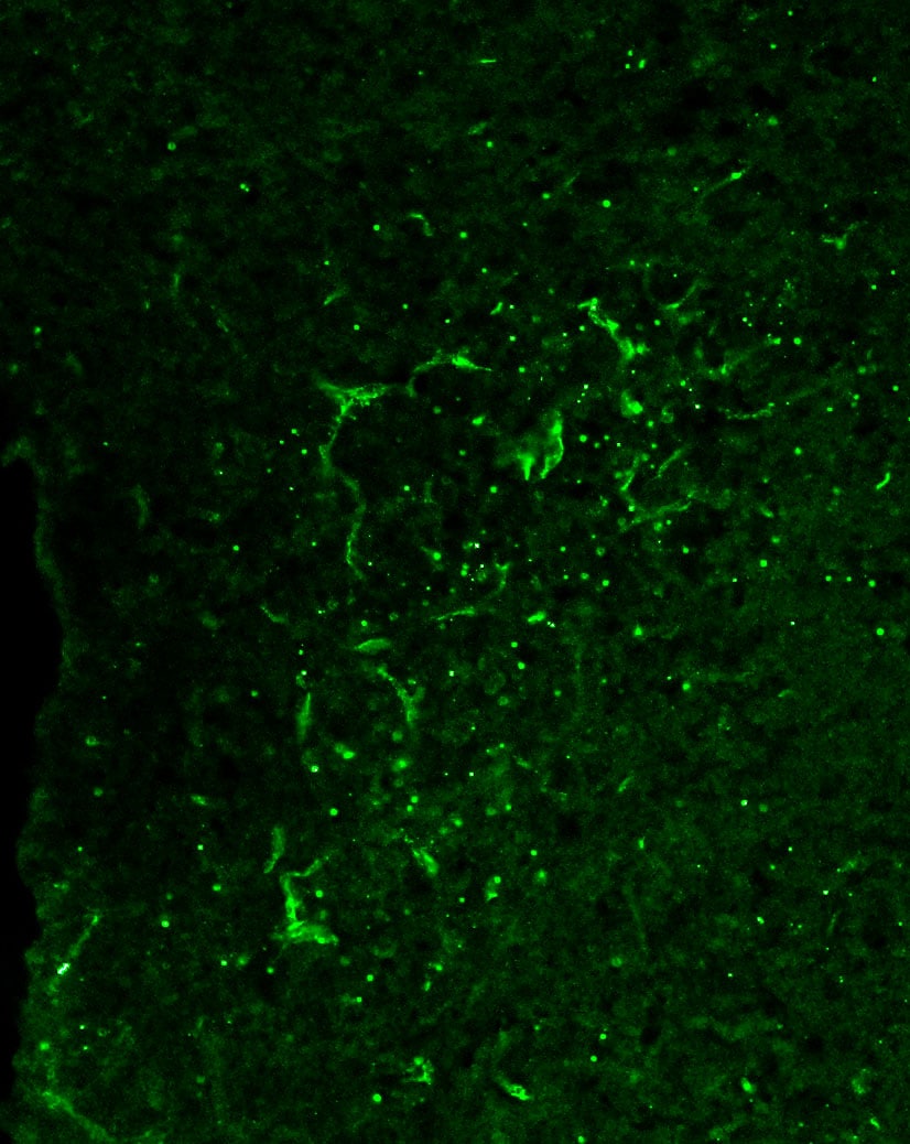 Mouse/Rat Tie‑2 Antibody AF762