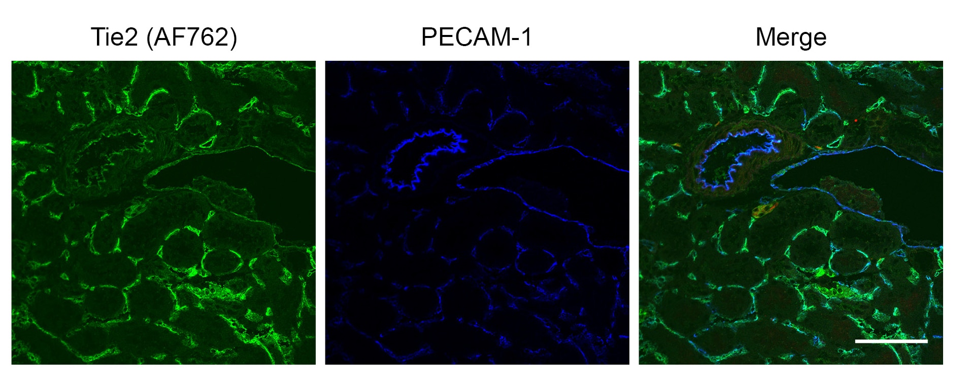 Mouse/Rat Tie‑2 Antibody AF762