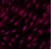 Human/Mouse/Rat PSMA2 Antibody AF7639