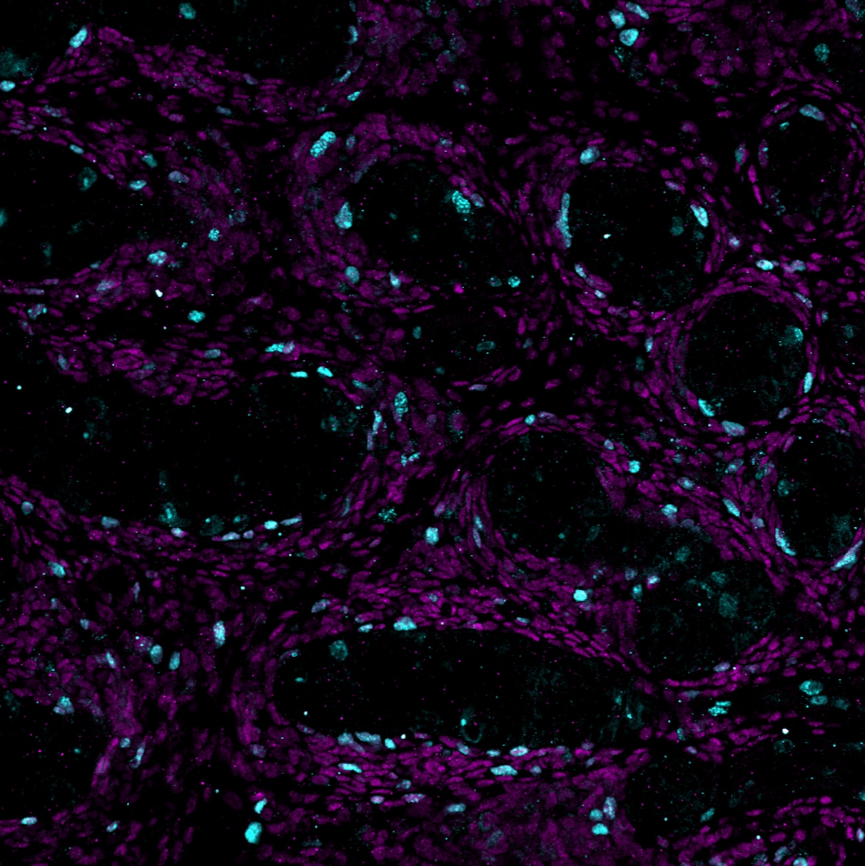 Mouse Ki67/MKI67 Antibody AF7649