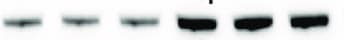 Mouse ALK‑1 Antibody AF770