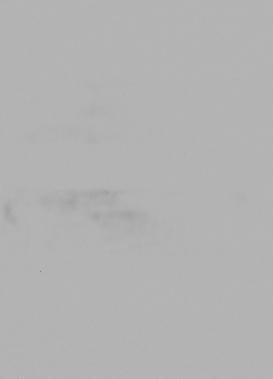 Mouse IL‑1 RI Antibody AF771