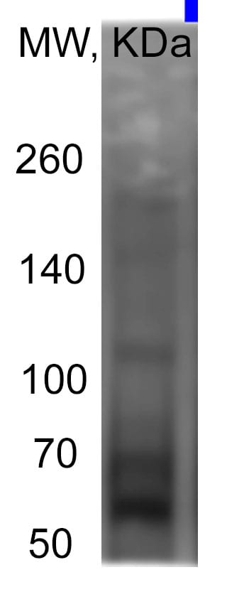 Mouse IL‑1 RI Antibody AF771
