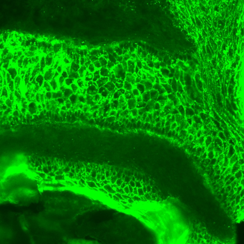 Mouse IL‑1 RI Antibody AF771