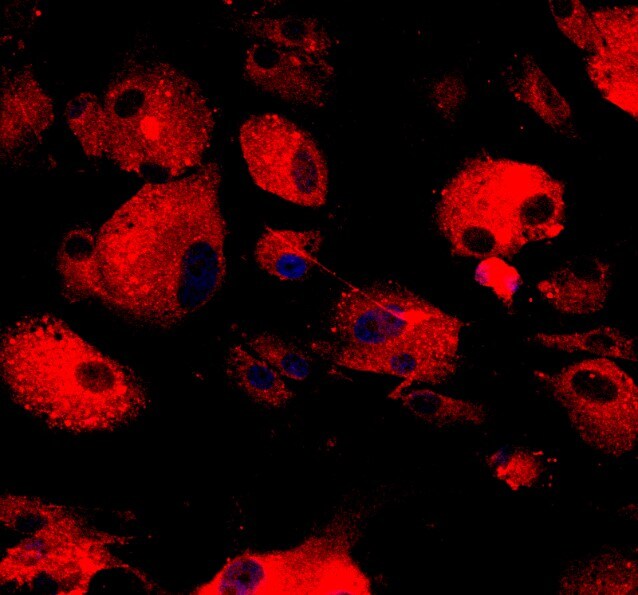 Human Erbin Antibody AF7866