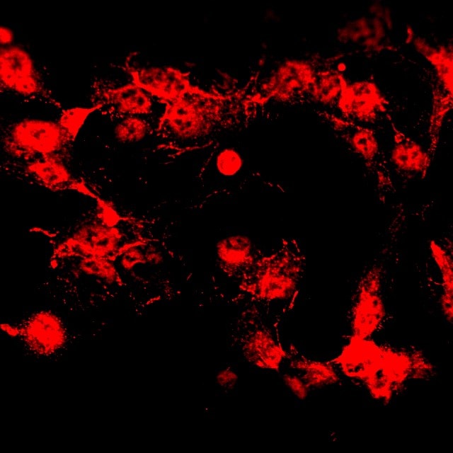 Human Erbin Antibody AF7866