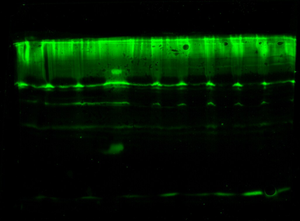 Human/Mouse/Rat Golgi Glycoprotein 1/GLG1 Antibody AF7879