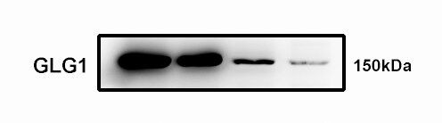 Human/Mouse/Rat Golgi Glycoprotein 1/GLG1 Antibody AF7879