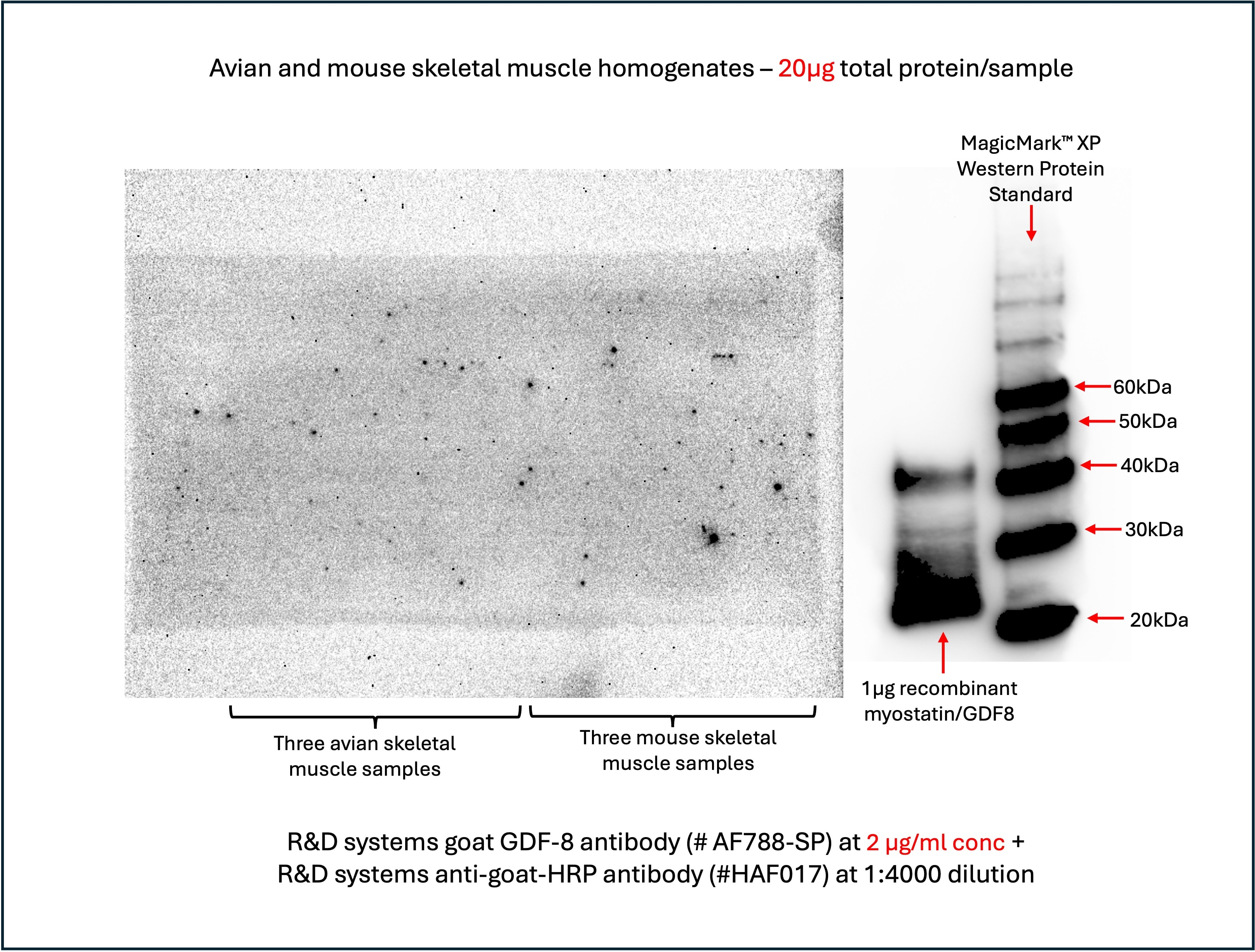 Human/Mouse/Rat GDF‑8/Myostatin Antibody AF788