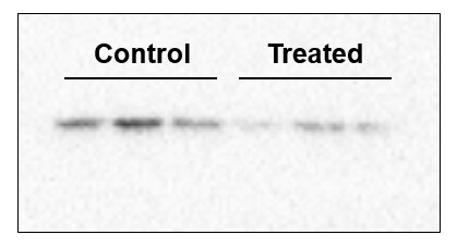 Human SMAC/Diablo Antibody AF789