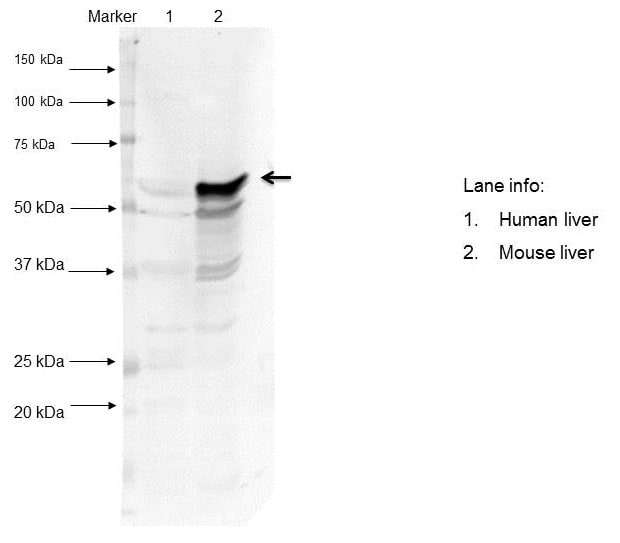Mouse Carboxylesterase 1/CES1 Antibody AF7929