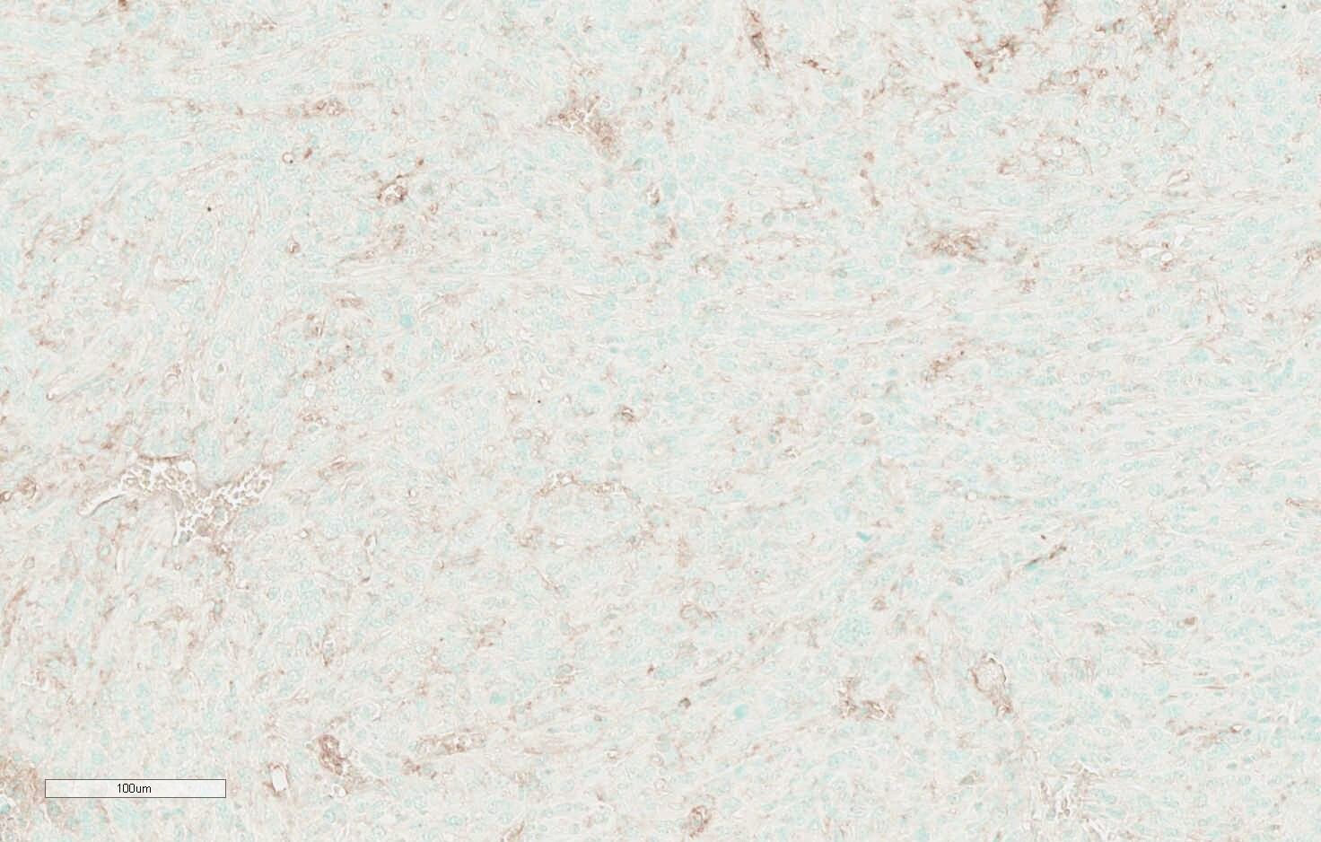 Mouse ICAM‑1/CD54 Antibody AF796
