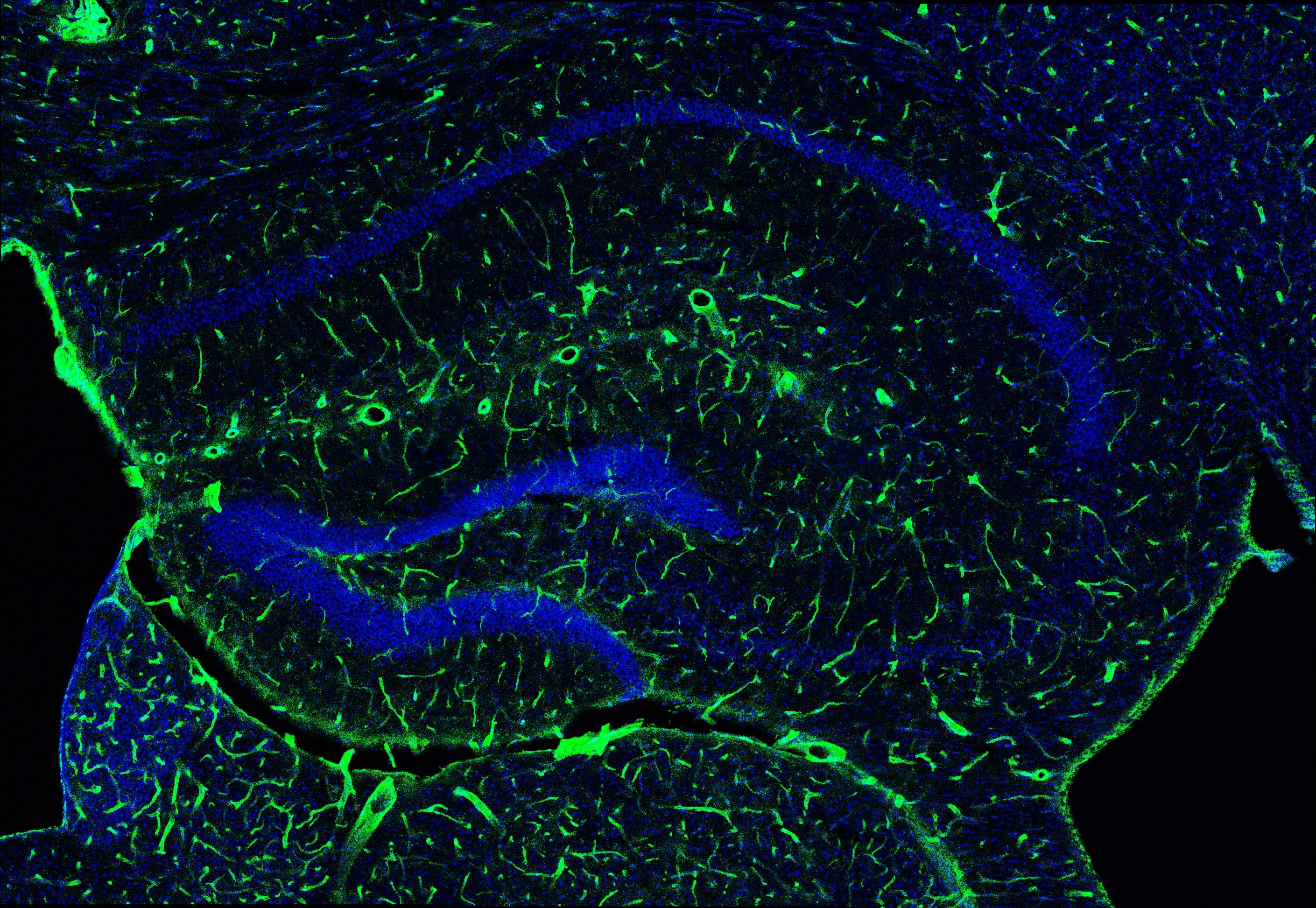 Mouse ICAM‑1/CD54 Antibody AF796