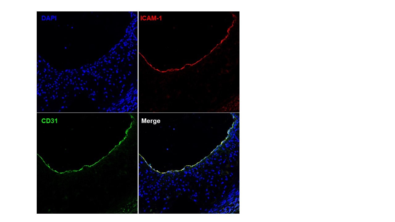 Mouse ICAM‑1/CD54 Antibody AF796