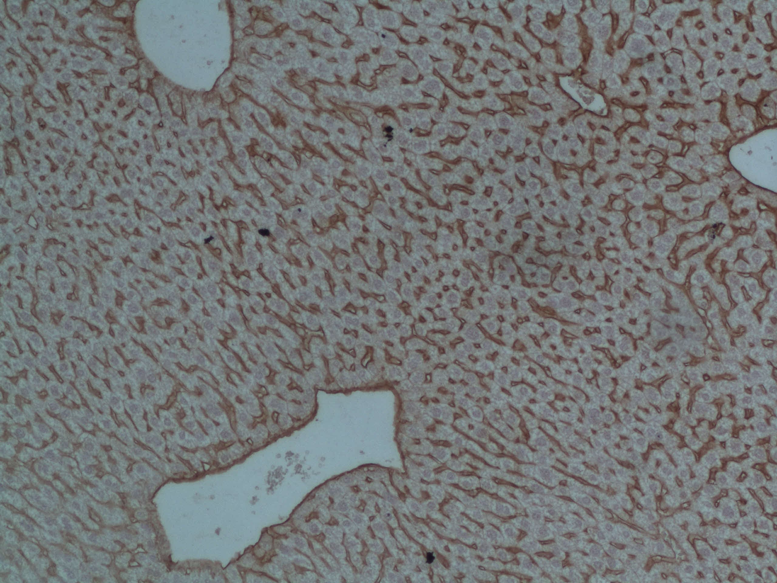 Mouse ICAM‑1/CD54 Antibody AF796