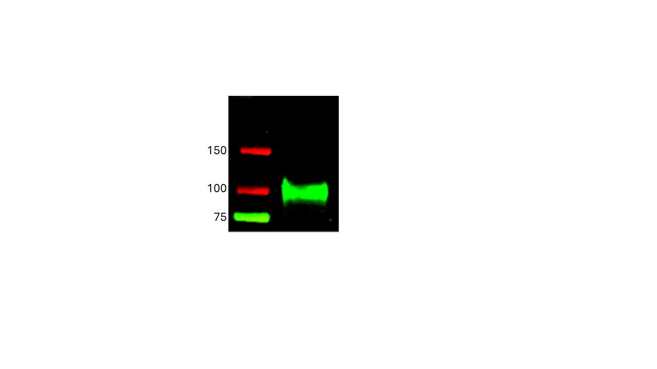 Mouse ICAM‑1/CD54 Antibody AF796