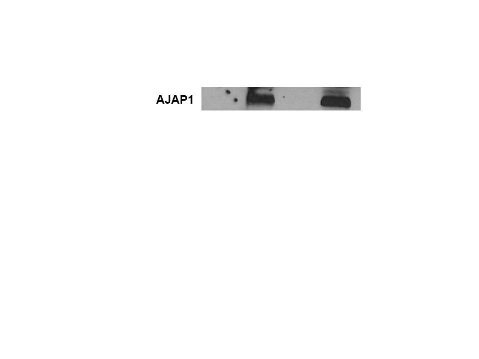 Mouse Shrew-1/AJAP1 Antibody AF7970