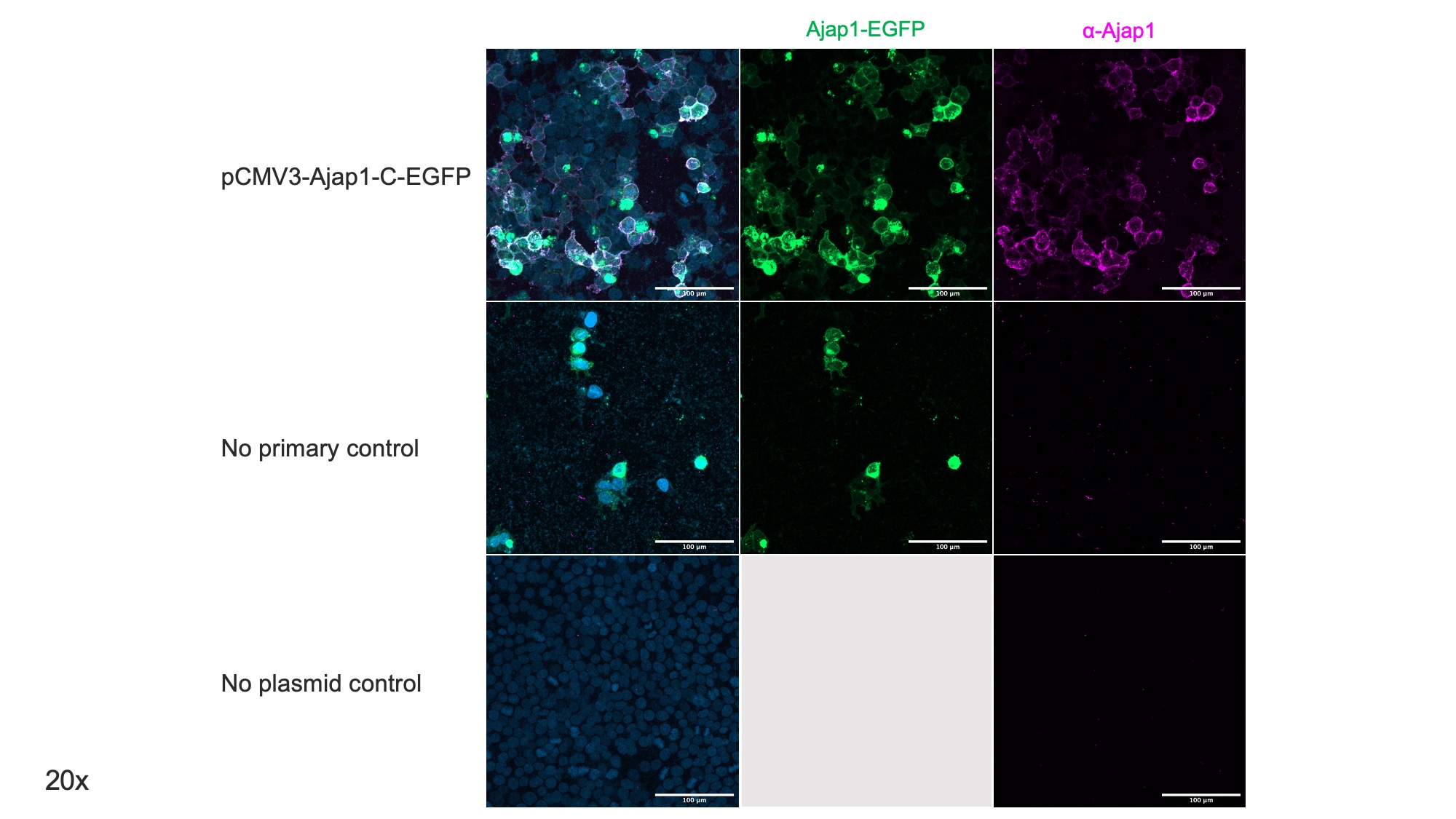 Mouse Shrew-1/AJAP1 Antibody AF7970