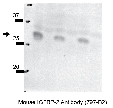 Mouse IGFBP‑2 Antibody AF797