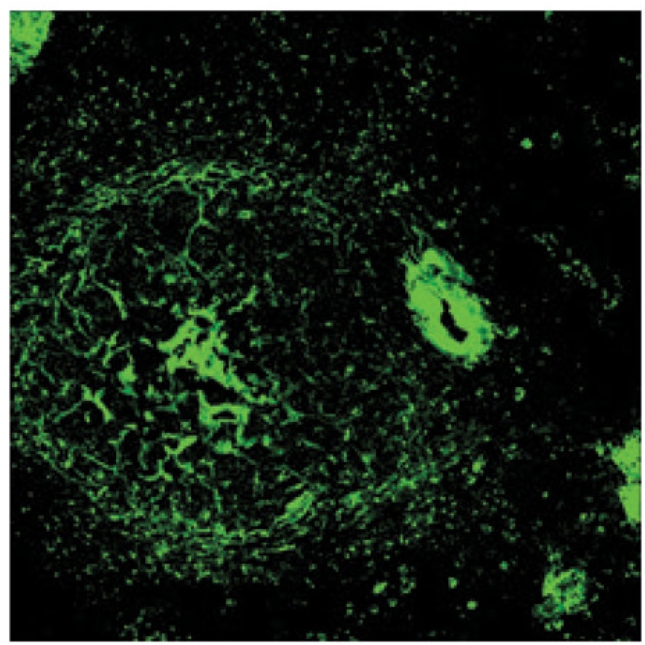 Human CXCL13/BLC/BCA‑1 Antibody AF801