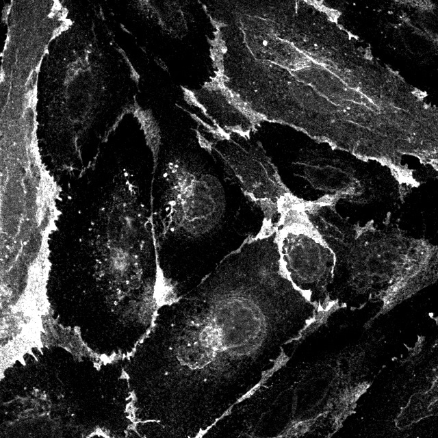 Human CD31/PECAM‑1 Antibody AF806