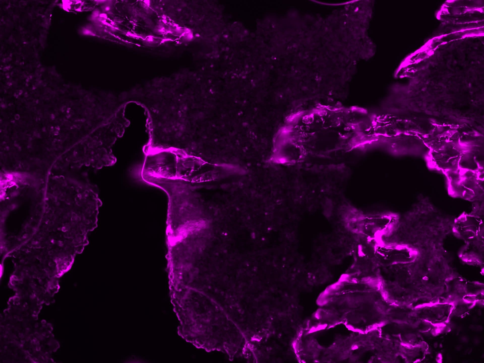 Mouse Osteopontin/OPN Antibody AF808