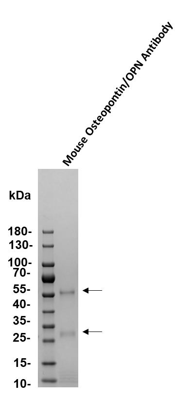 Mouse Osteopontin/OPN Antibody AF808