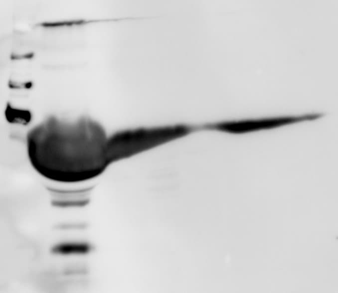 Mouse Osteopontin/OPN Antibody AF808