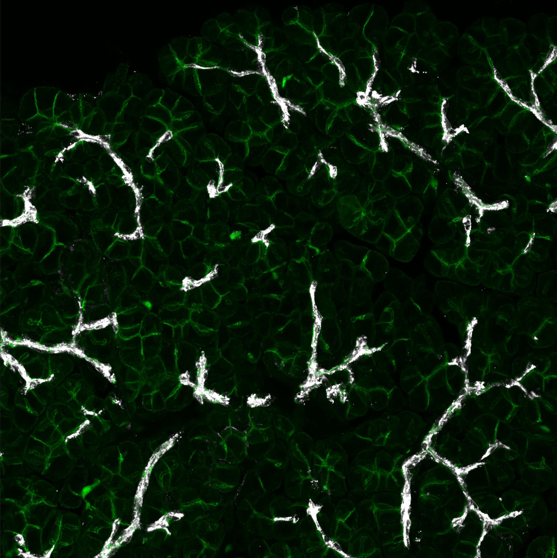 Mouse Osteopontin/OPN Antibody AF808