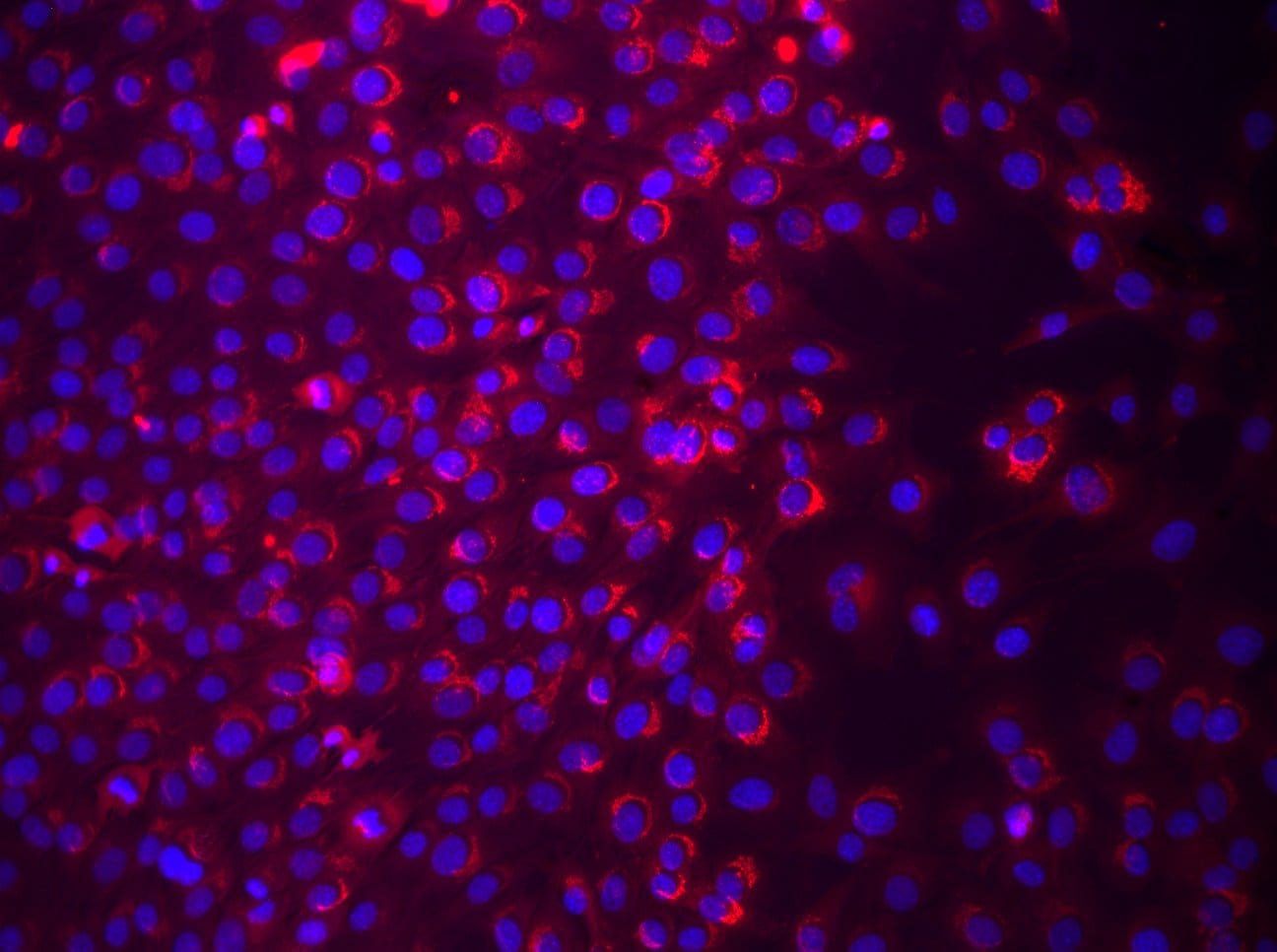 Mouse Osteopontin/OPN Antibody AF808