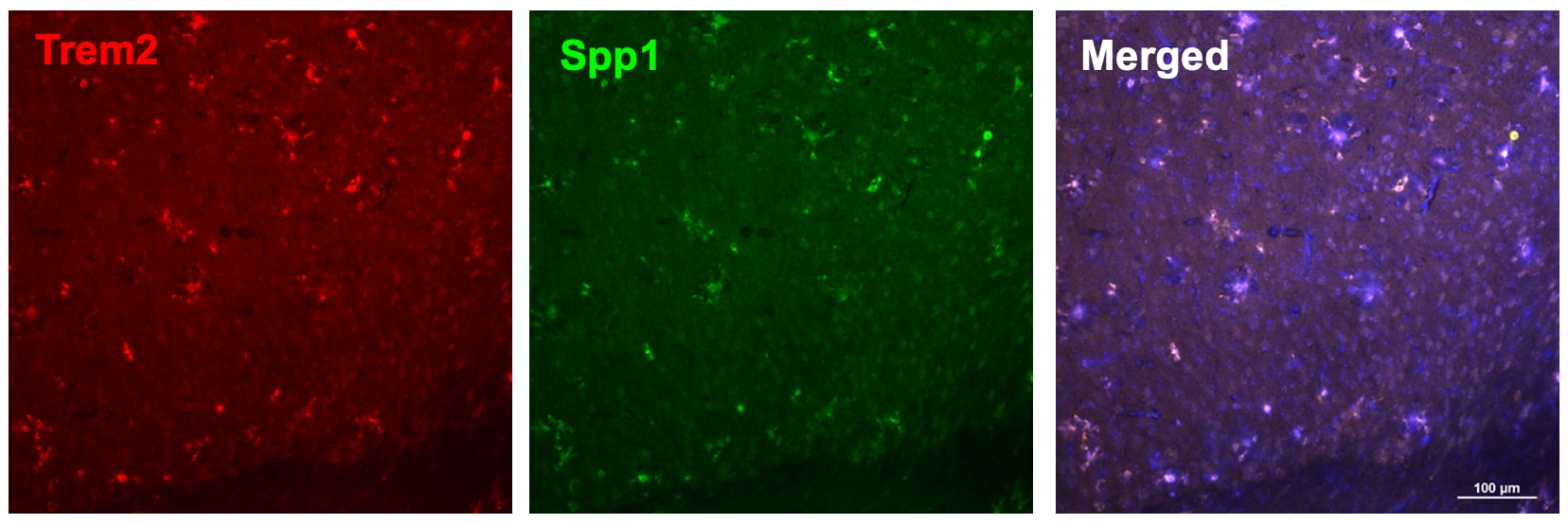 Mouse Osteopontin/OPN Antibody AF808