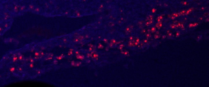 Mouse Osteopontin/OPN Antibody AF808
