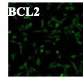 Human/Mouse Bcl‑2 Antibody AF810