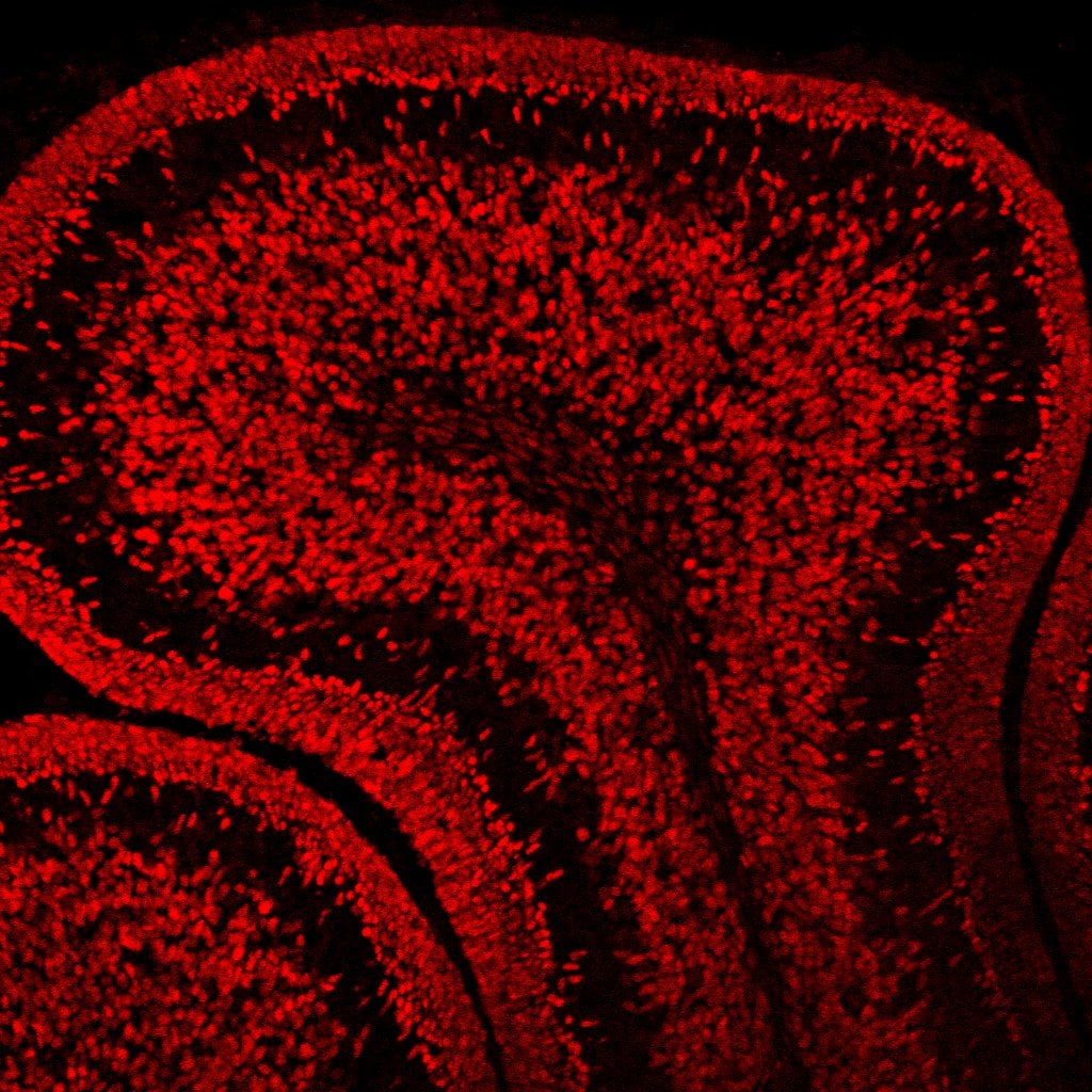 Human Pax6 Antibody AF8150
