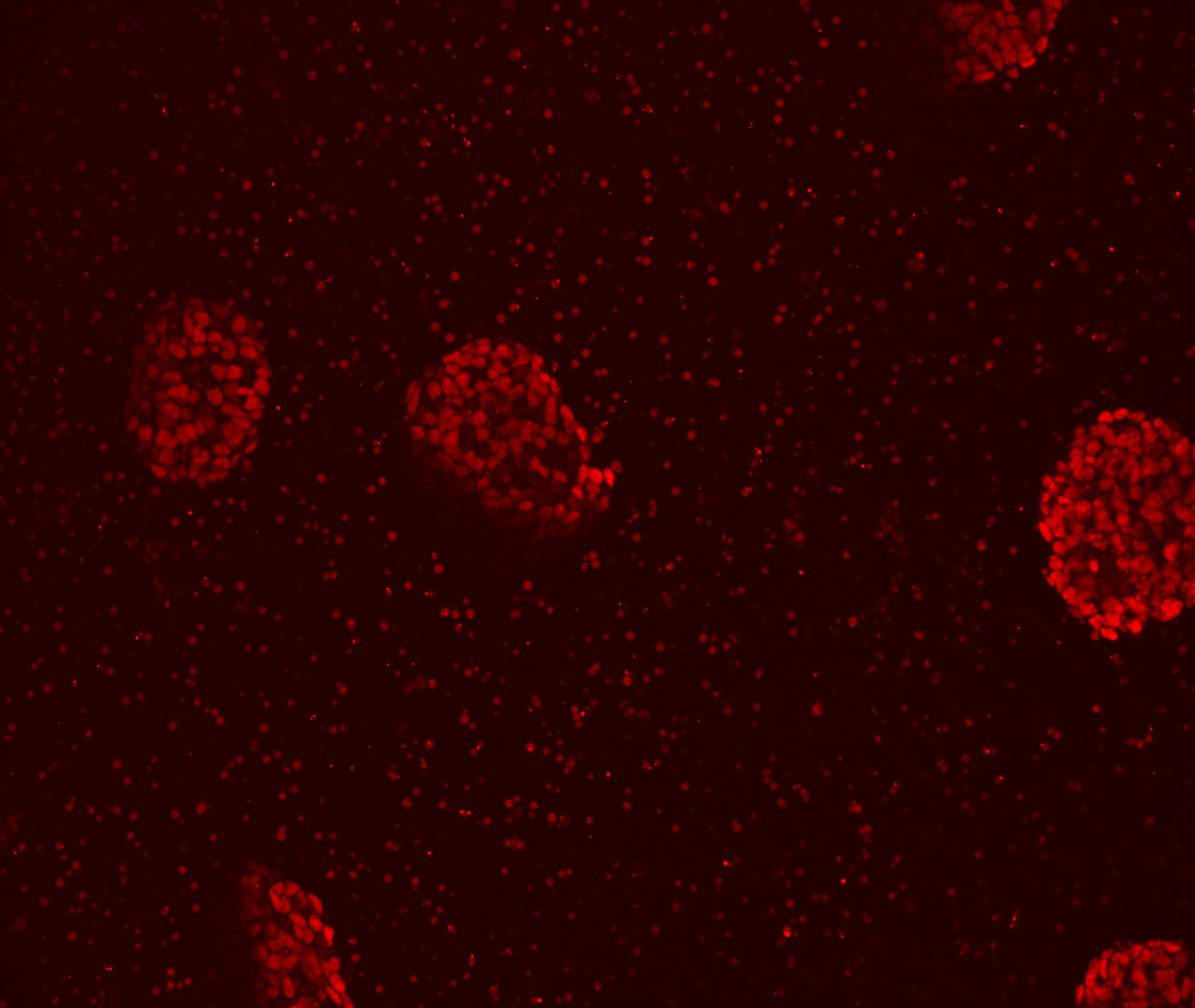 Human Pax6 Antibody AF8150