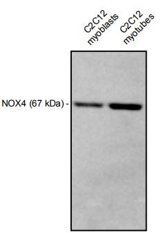 Human Nox4 Antibody AF8158