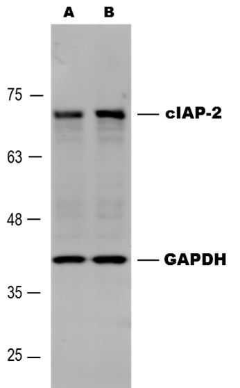 Human cIAP‑2/HIAP‑1 Antibody AF8171