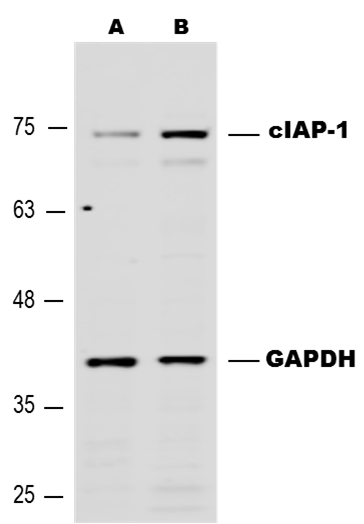 Human cIAP‑1/HIAP‑2 Antibody AF8181