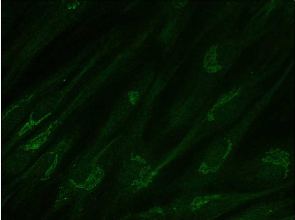 Human GM130/GOLGA2 Antibody AF8199