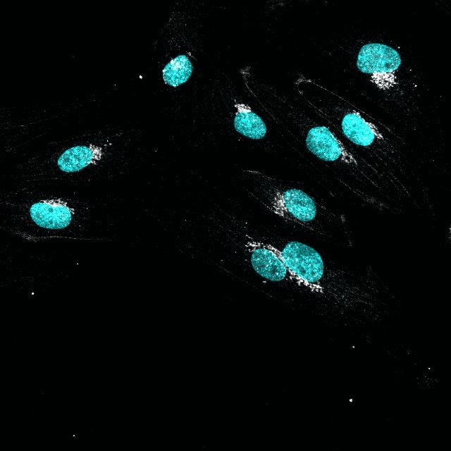 Human GM130/GOLGA2 Antibody AF8199