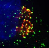 Human GM130/GOLGA2 Antibody AF8199