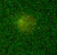 Human/Mouse Bad aa 1‑21 Antibody AF819