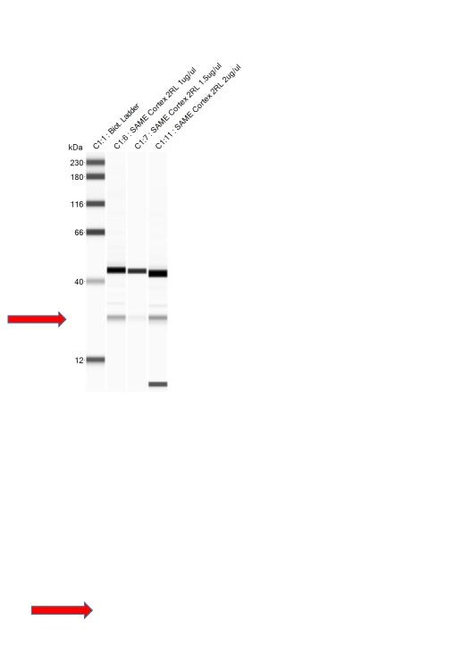 Human/Mouse Bax Antibody AF820